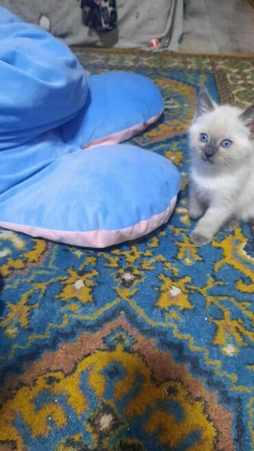 Котята домашние, пушистые, разного окраса. - Окрас: бело-кремовый