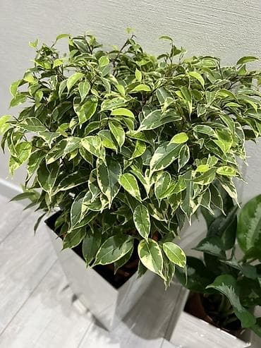 кф: Комнатные растения в напольных кашпо - Аглаонема (зелёные листья с — 7