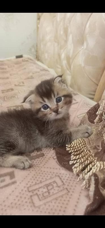 шотландский вислоухий котенок: Скотиш Фолд (Шотландская вислоухая), 1 месяц, Мальчик, Приучена к лотку — 5