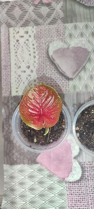 сколько стоит бегония: Каладиум !!!😁🌷 шикарные адаптированные цены разные в зависимости от — 3