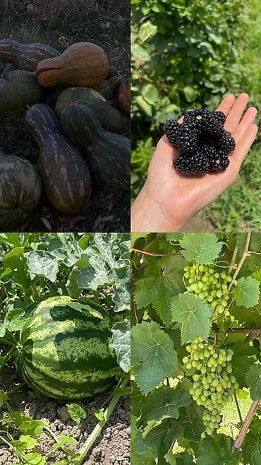 продажа дом шопоков: Дом, 36000 м², 6 комнат, Собственник, Старый ремонт — 3