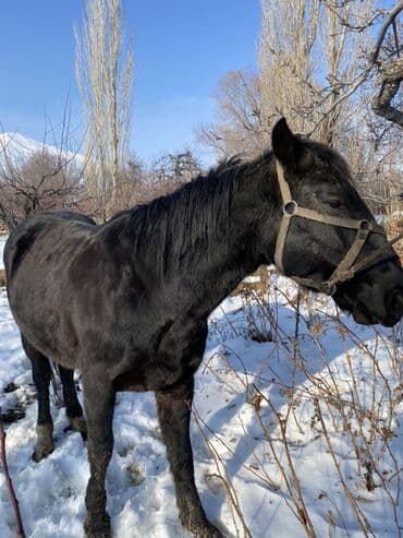 Зоотовары: Продаю | Жеребец | Рабочий — 4