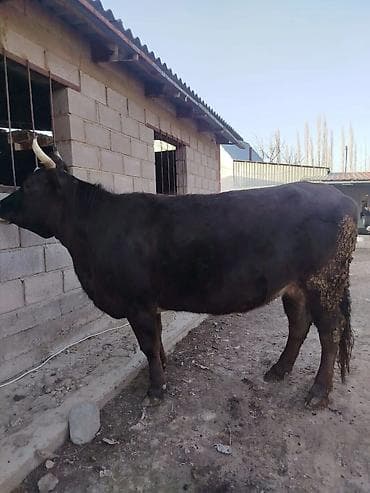 Кемирүүчүлөр: Сатам | Уй (ургаачы) | Көбөйтүү үчүн | Байланган — 1