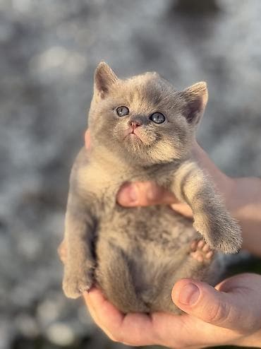 кошка шотландская вислоухая цена: Скотиш Страйт (Шотландская прямоухая), 1 месяц, Девочка, Приучена к лотку, Проглистована — 8