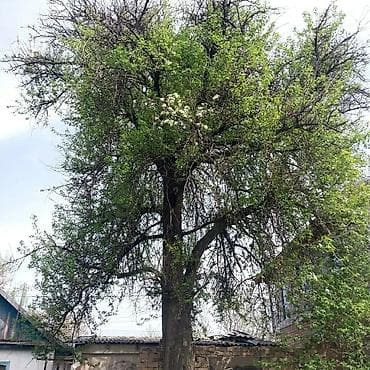 бишкек отун: Отун Өзү алып кетүү — 3