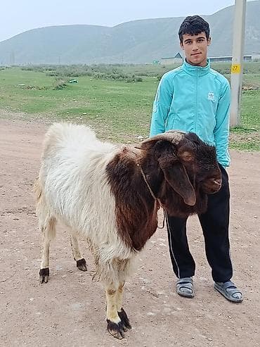 кормовые морковь: Продаю | Козёл (самец) | Для разведения | Племенные — 2