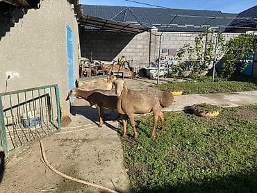 агрегат для стрижки овец: Продаю | Баран (самец) | Арашан | Для разведения — 5