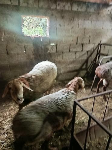 Продам с/х животных: Продаю | Баран (самец) | На забой — 4