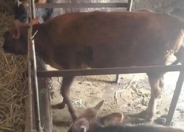 дом для животных: Продаю | Корова (самка), Бык (самец), Тёлка | На откорм — 3