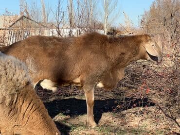 в связи с переездом отдам попугая жако в добрые руки: Продаю | Баран (самец) | Для разведения — 3