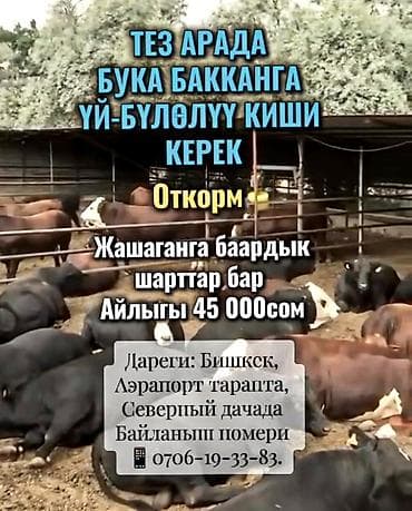 работа 1000: Требуется Скотник, Оплата: Сдельная — 1