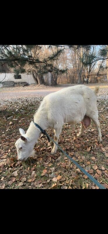 дойних коров: Продаю | Коза (самка) | Для молока — 1