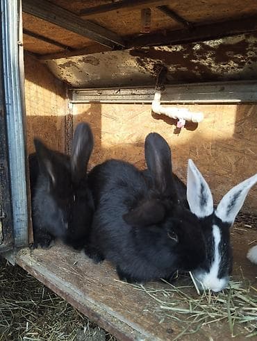 продается кашара: Продаю | Крольчата | Для разведения — 2