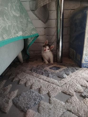 котятки: Кошка даром: Беспородная, Мальчик — 10