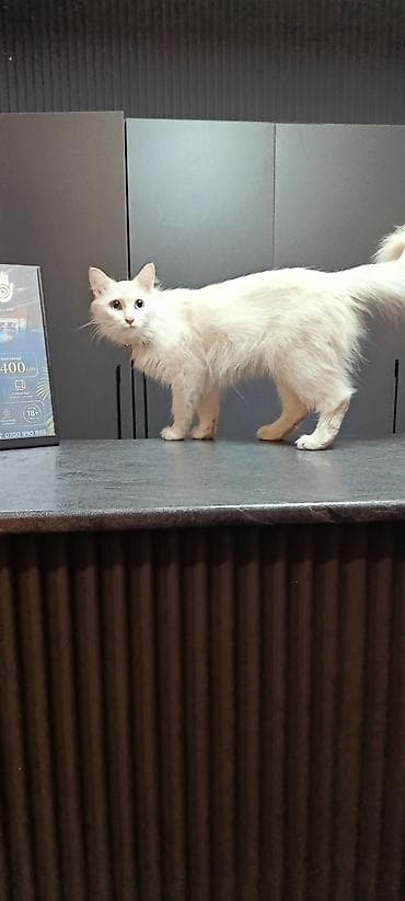 Кошки: ОТДАМ ДАРОМ КОТЯТ. ДВА МАЛЬЧИКА И ДЕВОЧКА. Котята — домашние — 5