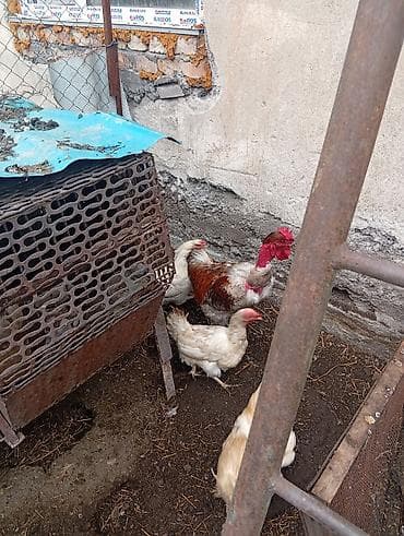 Үй жаныбарлары: Продам петуха,9 месяцев цена 1000 сом — 3