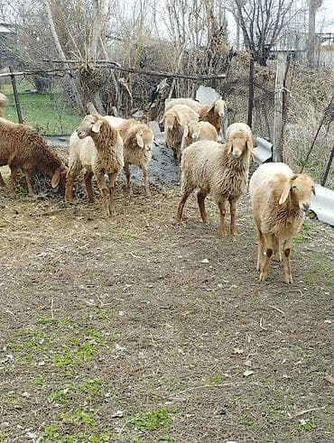 ко шамо: Продаю | Ягненок | Арашан | Для разведения | Ярка — 5