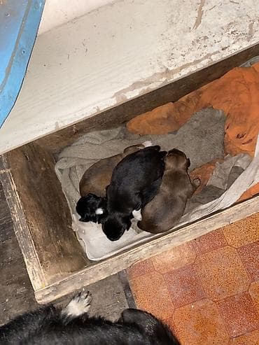 дратхаар цена: КУТЯТА! Отдам в ОЧЕНЬ добрые руки крошек-щеночков от небольшой собаки — 3