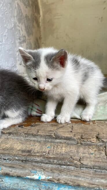 продажа щенков немецкой овчарки с документами в бишкеке: Котята серо-белого окраса - Возраст: на фото — малыши одного помёта — 7