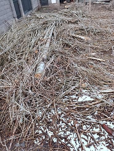 леопардовые вещи: Отдам бесплатно дрова- тополь,Терек САМОВЫВОЗ.Лебединовка Выйдет — 2