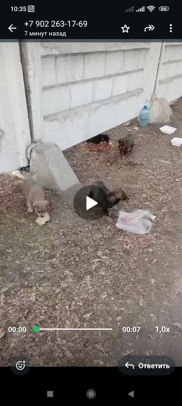 продаю охотничий собаку курцхар: ‼️‼️‼️‼️‼️‼️💕💕💕💕срочно нужен любящий хозяин, телефон на фото — 3