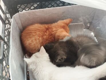 объявления о найденных животных: Котята, с доставкой - Окрас: серые (2 шт.), белый, рыжий. - Порода — 3
