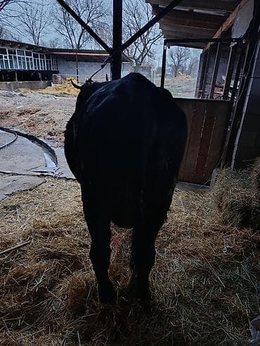 карова продаю: Продаю | Корова (самка) | Для молока | Привязанные — 4