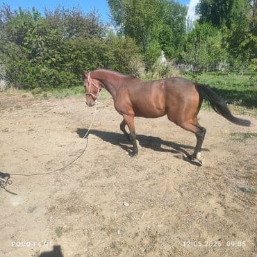 продам домик для кошки: Продаю | Кобыла (самка) | Английская | Для разведения | Племенные — 6