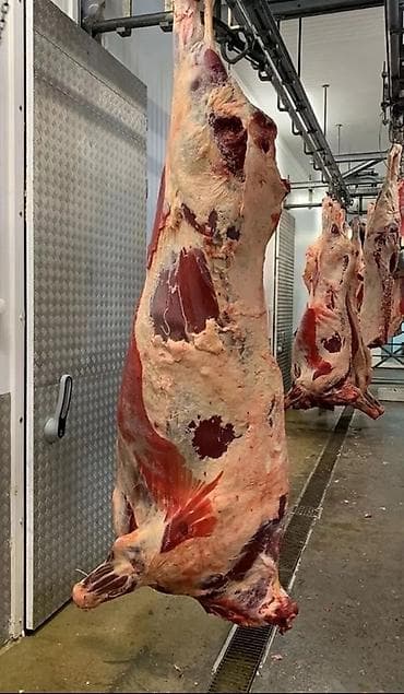 купить мясо домашних кур: Мясные полутуши говядины и баранины - Целые полутуши на подвесах — 2