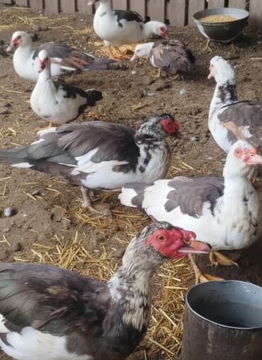 Мускусные утки (индоутки), разноцветные окрасы. - Порода: мускусная