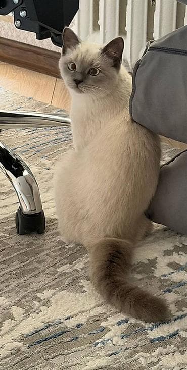 лоток для котов: Скотиш Страйт (Шотландская прямоухая), 6 месяцев, Мальчик, Приучена к лотку — 5