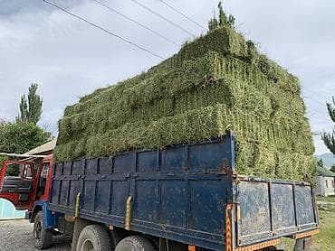 аары ящик алам: Сено в тюках
беде чоп сатылат 250 тук 1 чабык кургак ! таза 
кеминде — 2