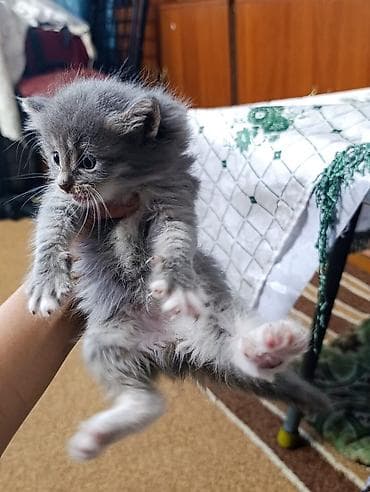 Отдам даром кошку: Отдам за символическую плату котят. Котятам чуть больше месяца, и уже — 5
