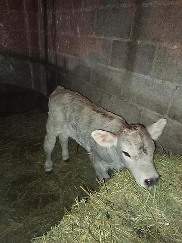 бойка ат фото: Продаю | Бык (самец), Музоо, торпок | Швицкая | Племенные — 3