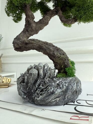 бонсаи: Интерьерные композиции с деревом бонсай из натурального живого — 2