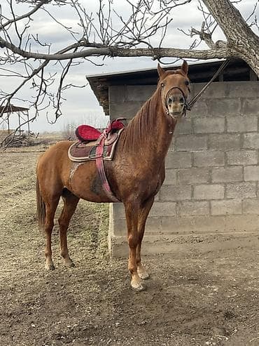 лошади токмак: Продаю | Жеребец | Полукровка | Для разведения, Конный спорт — 3