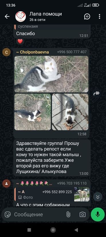 немецкая овчарка черная щенок купить: Срочно нужен хороший любящий хозяин — 9