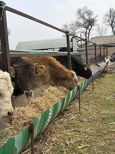 русская голубая кошка бишкек: Продаю | Бык (самец) — 3