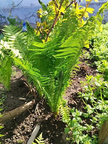 лес цена: Папоротник
шт-200
Звоните отправлю доставкой — 1