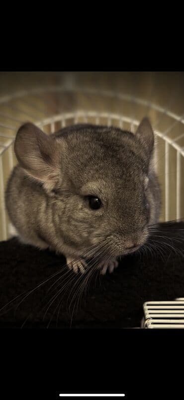 ёжик живой: Продается Шиншилла 1,5 годика. Отдаем с домиком, кормушками, сеном и — 1