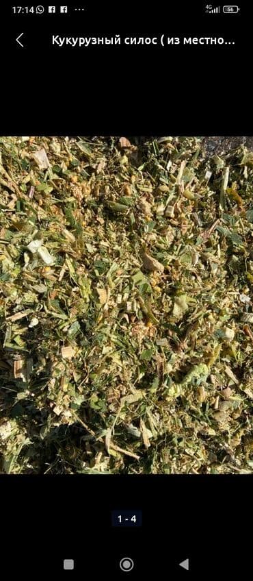 Кукурузный силос - Кормовая масса из кукурузных растений: стебель