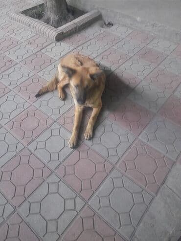 Вязка собак: Собака среднего размера, рыже-палевого окраса с тёмной маской на морде — 3