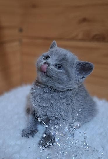 британцы котята: Продаётся чистокровный шотландский — 6