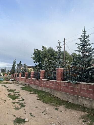 пальмы цена: Ель голубая (Picea pungens Glauca) — взрослые декоративные деревья для — 4