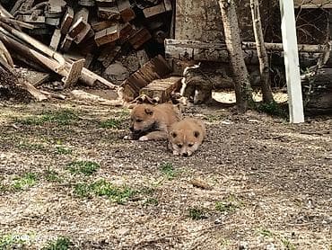 акита щенки: Акита-ину, 2 месяца, Самец — 7