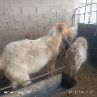 мал сату: Сатам | Эчки (ургаачы), Теке (эркек), Улак | Битал, Аргын | Союуга, Сүт алуу үчүн, Көбөйтүү үчүн | Бооз, Жасалма жол менен боозутуу — 9