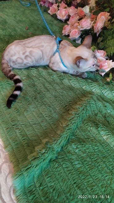 куда можно отдать собаку в бишкеке: Бенгальская, 2 месяца, Девочка — 15