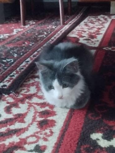 вин кот: Кошка даром: Беспородная, 10 месяцев, Девочка, Приучена к лотку — 1