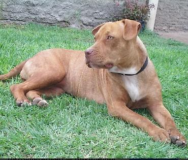 обмен питбуль: Приму питбуль даром бесплатно? Если увас есть званите — 1