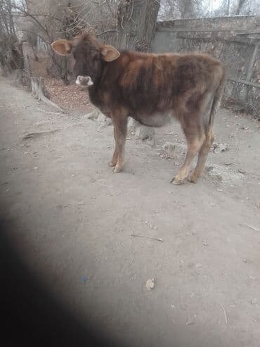 сухое молоко для животных: Телёнок мясо-молочного направления. - Порода/масть: бурый, ровная — 3